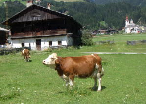 Simmentaler a Strassen