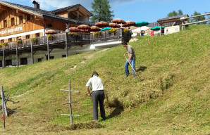 Il faticoso lavoro manuale nella prateria di Croda Rossa