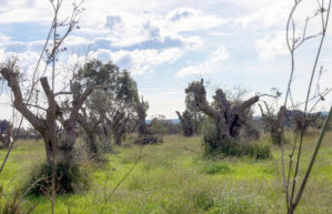 Le piante di ulivo mutilate nell'agro salentino