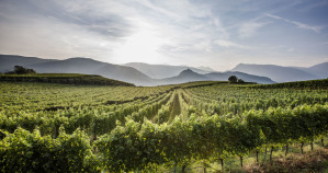 Alto-Adige_Vigne-in-Oltradige-EOS_Florian-Andergassen_masman_72