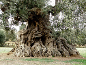 Una pianta di ulivo secolare della campagna leccese