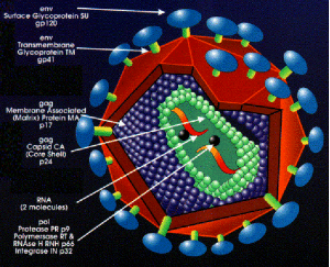 La struttura del virus Hiv
