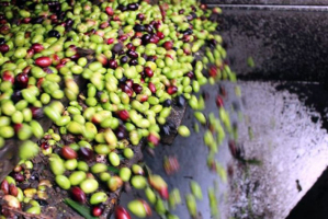 Coratina e Peranzana sono le cultivar prodotte che vengono poi lavorate attraverso il metodo della spremitura a freddo