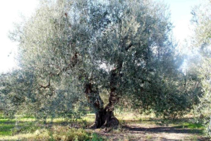 Una pianta secolare di olivo nella zona di Castel del Monte