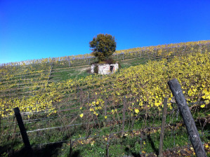 I vitigni dell'azienda agricola Vinica adagiati sulle colline molisane