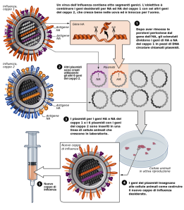 Il vaccino dell'influenza aviaria