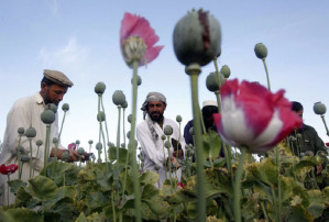 Le piantagioni di oppio in Afghanistan 