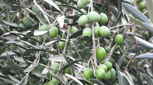 L'olivicoltura a Cori è una delle eccellenze del territorio